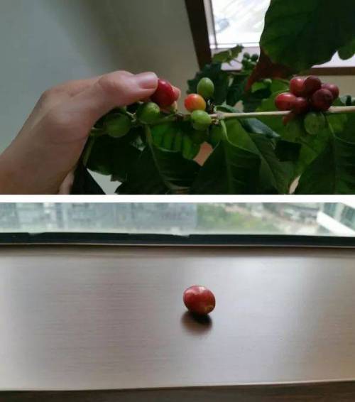 4년동안 커피나무에 온갖정성 다들여서 직접 커피를 내려마신 디시인