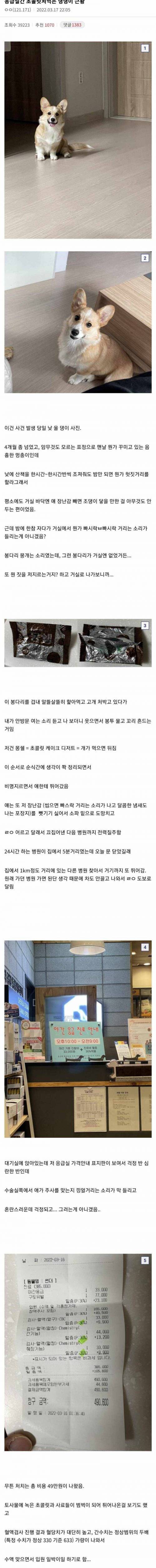 몽쉘 먹고 응급실 간 개