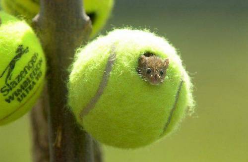 테니스 공을 재활용하는 귀여운 방법.jpg