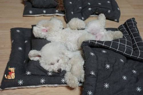 강아지 유치원의 수학여행