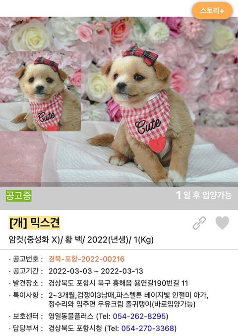 입양 보내는 거에 진심인 듯한 포항, 경주 유기견 보호소