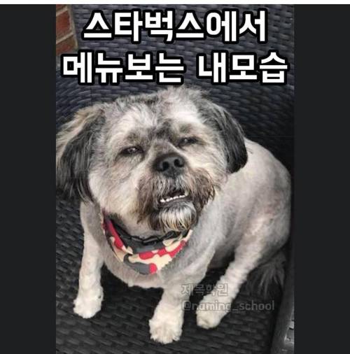 스타벅스 가서 메뉴 고르는 내 표정