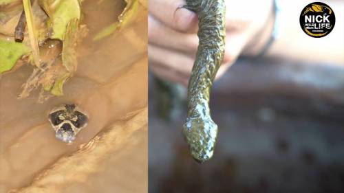 (약혐) 태국에서 발견된 털 달린 물뱀