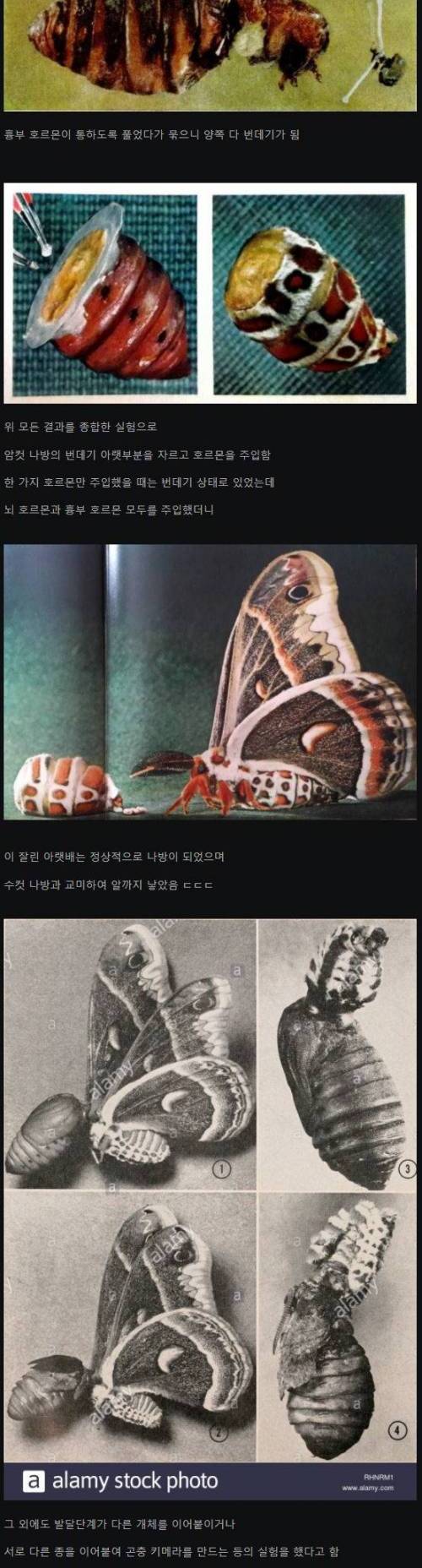 (혐주의 곤충분야의 매드 사이언티스트.jpg