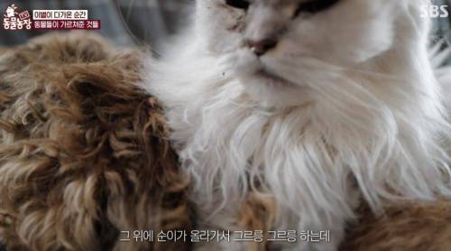 이효리 강아지 순심이가 죽기 전 다른 동물들이 보인 반응.jpg