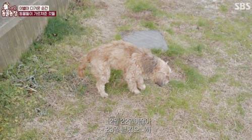 이효리 강아지 순심이가 죽기 전 다른 동물들이 보인 반응.jpg