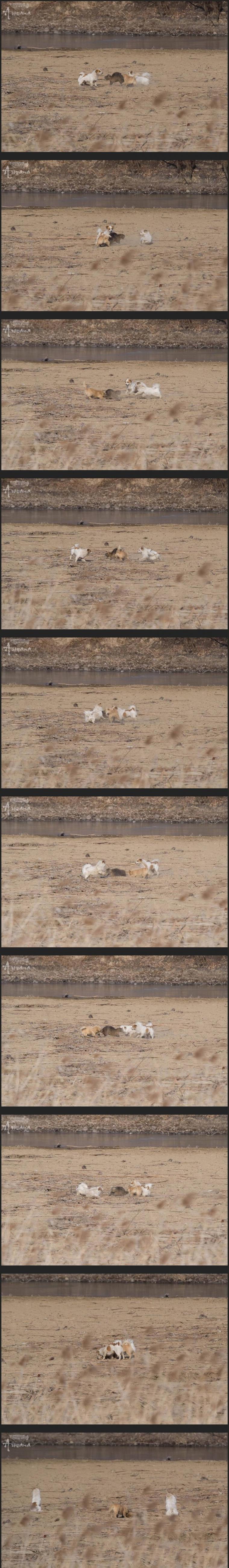 요즘 한국에서 멸종될지도 모르는 생물.jpg