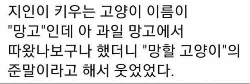 그래도 망고는 귀엽다