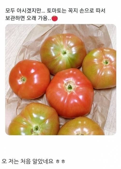 토마토 보관법