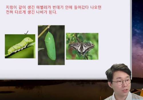 충격적인 애벌래 변태과정.