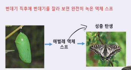 충격적인 애벌래 변태과정.