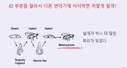 충격적인 애벌래 변태과정.