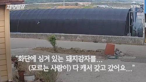 가정집 화단에 감자 도둑...경찰 조사 예정.jpg