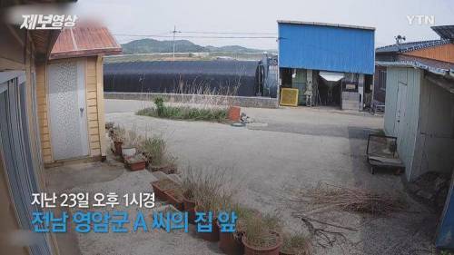 가정집 화단에 감자 도둑...경찰 조사 예정.jpg