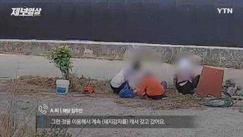 가정집 화단에 감자 도둑...경찰 조사 예정.jpg