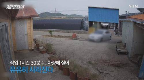 가정집 화단에 감자 도둑...경찰 조사 예정.jpg