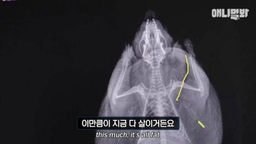 이상할 정도로 다리가 퉁퉁 부어서 병원에 간 고슴도치