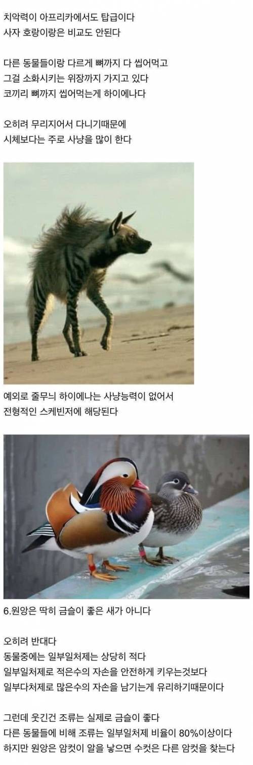 상어 만나면 코 때릴 필요 없는 이유.jpg