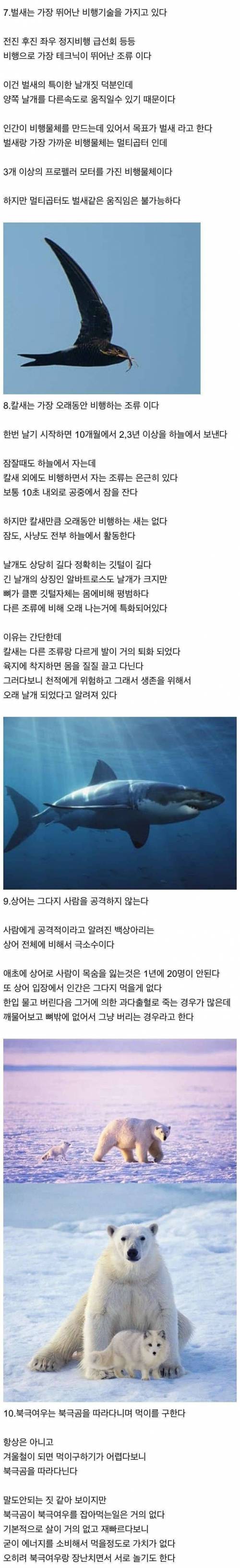 상어 만나면 코 때릴 필요 없는 이유.jpg