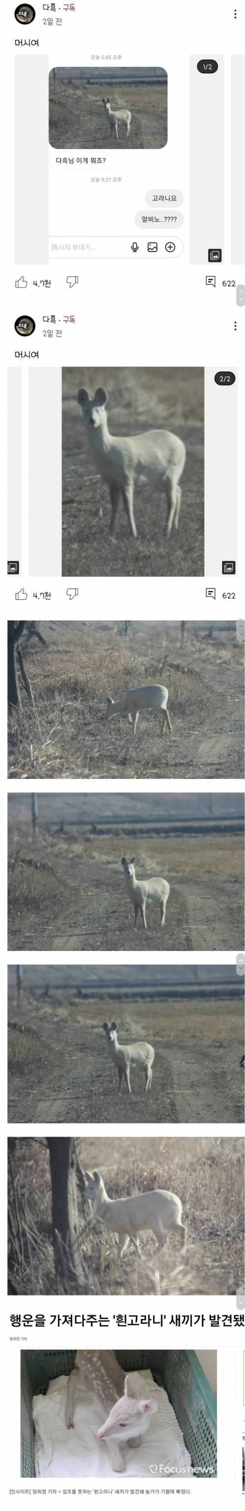 충청도에서 발견된 하얀 고라니.jpg