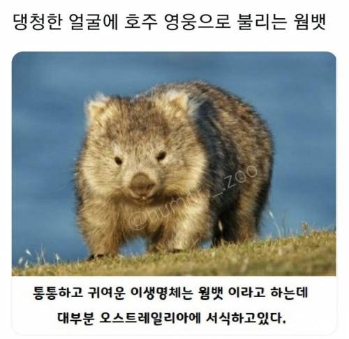호주의 영웅이라 불리는 웜뱃.jpg