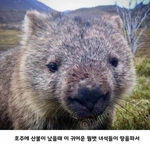 호주의 영웅이라 불리는 웜뱃.jpg