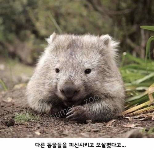 호주의 영웅이라 불리는 웜뱃.jpg