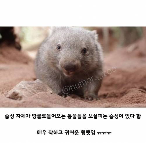 호주의 영웅이라 불리는 웜뱃.jpg