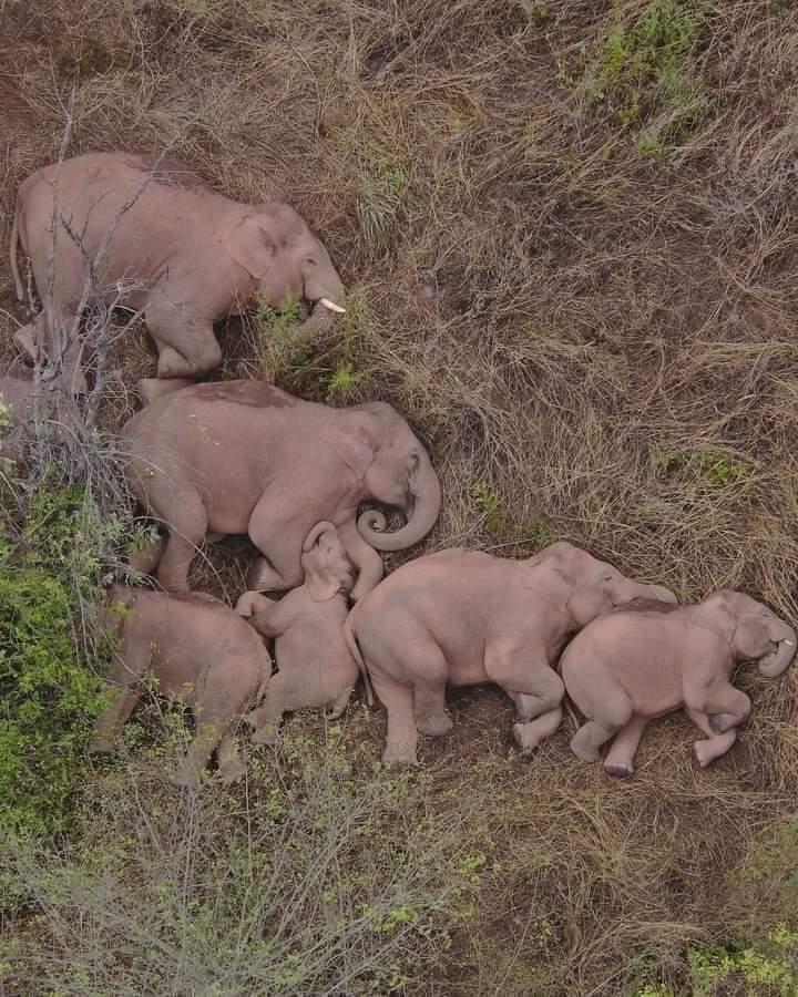 드론이 찍은 어느 코끼리 가족의 낮잠.jpg