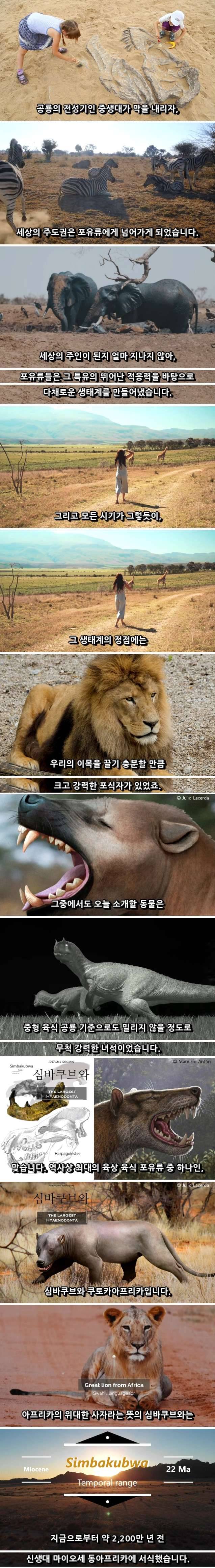 아프리카에서 발견된 북극곰보다 큰 사자.jpg