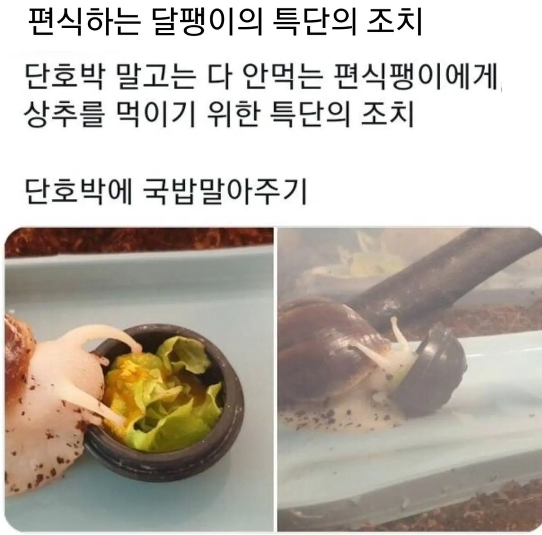 편식하는 달팽이 특단의 조치