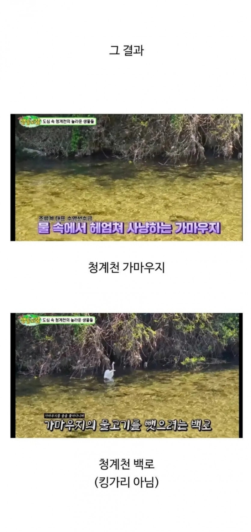 요즘 서울에 야생동물이 자주 출현하는 이유.jpg