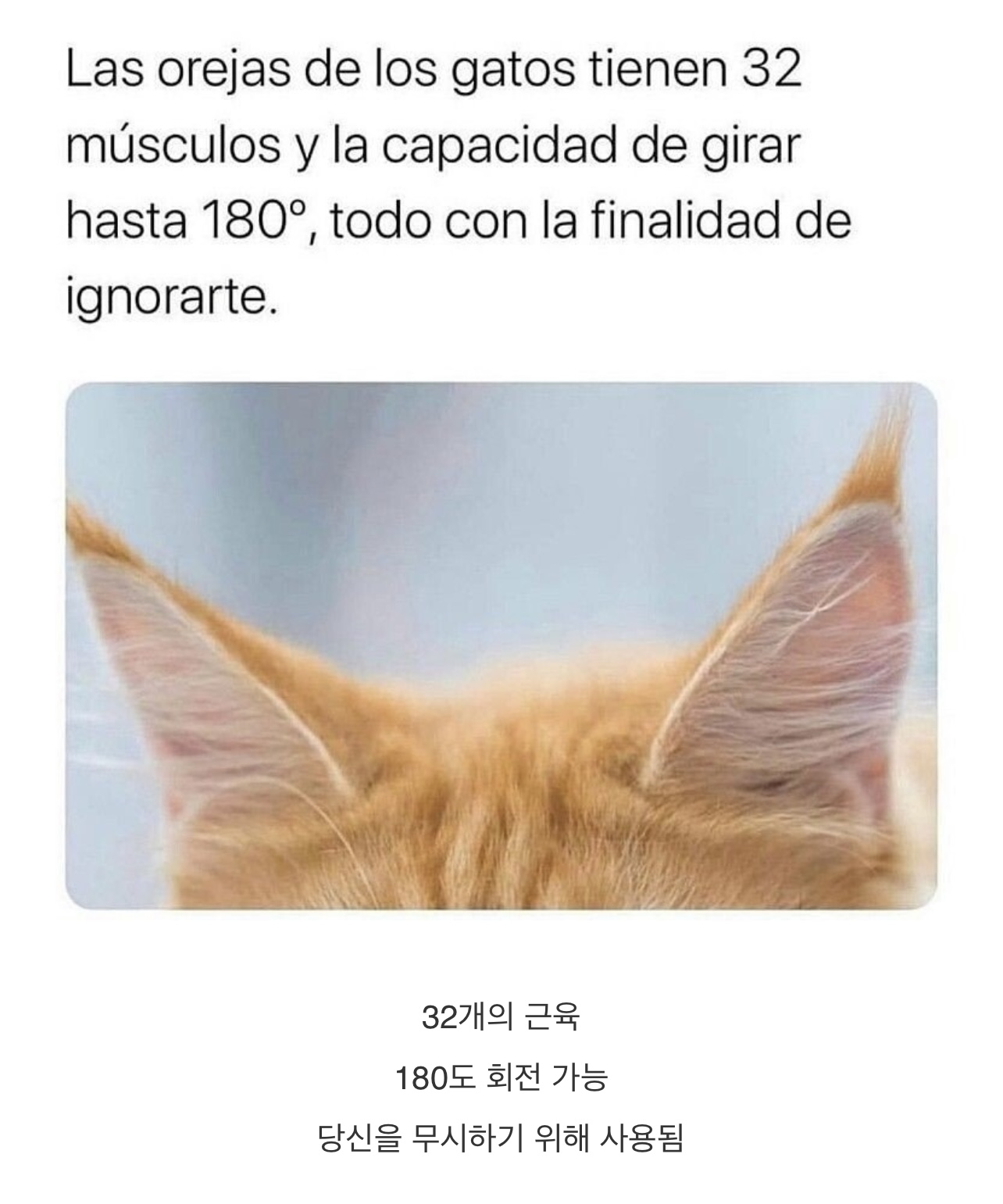 의외로 엄청난 고양이들의 귀.jpg