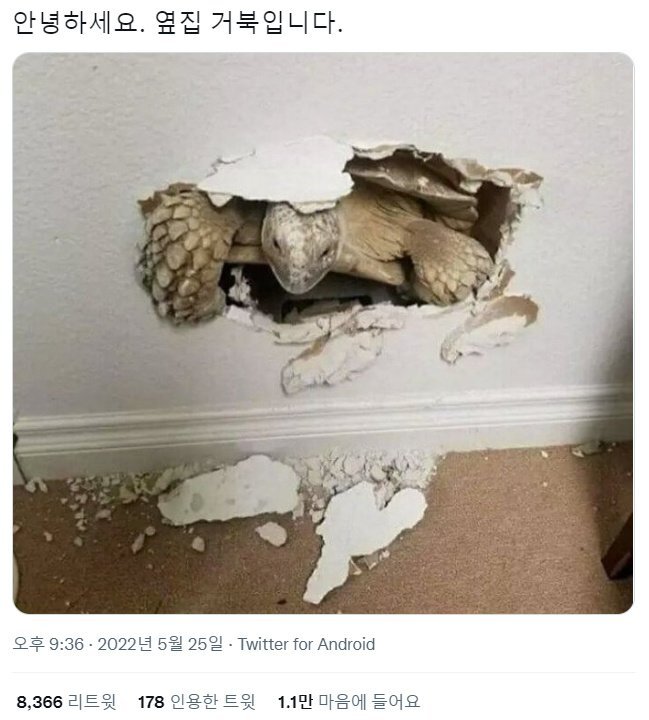 안녕하세요 옆집 거북입니다.jpg