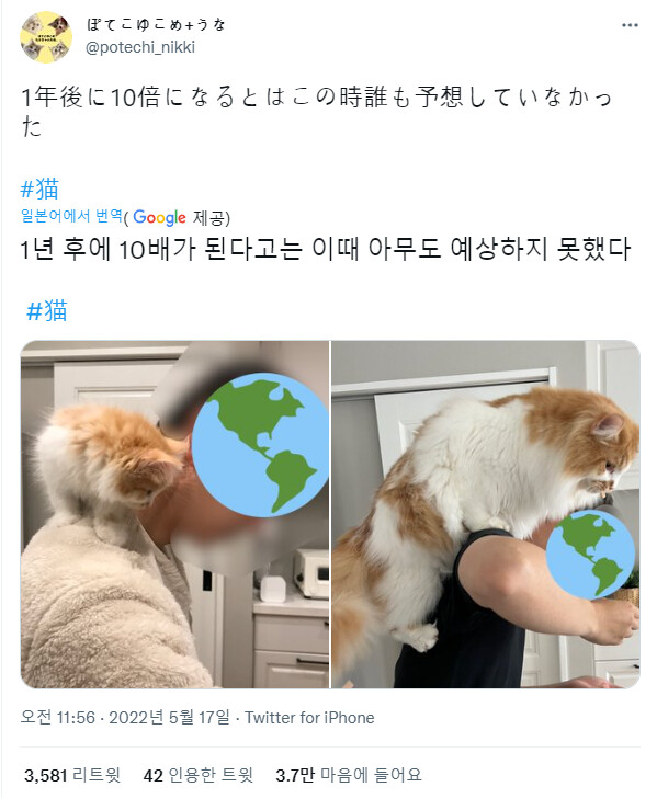 냐옹이 1년의 변화....jpg