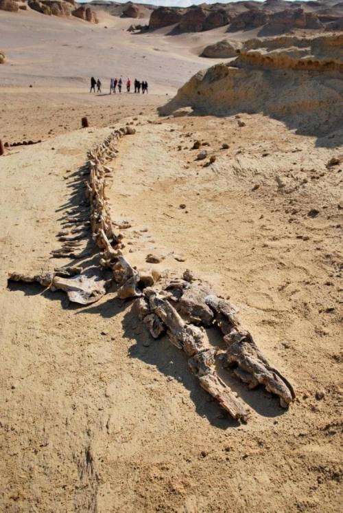 이집트에서 발견된 거대 화석ㄷㄷ