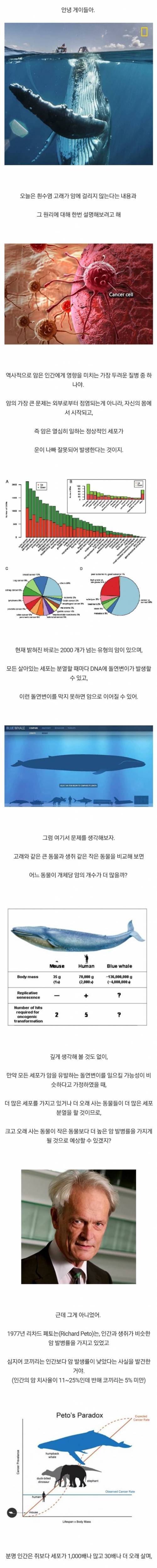흰수염 고래가 암에 걸리지 않는 이유...jpg