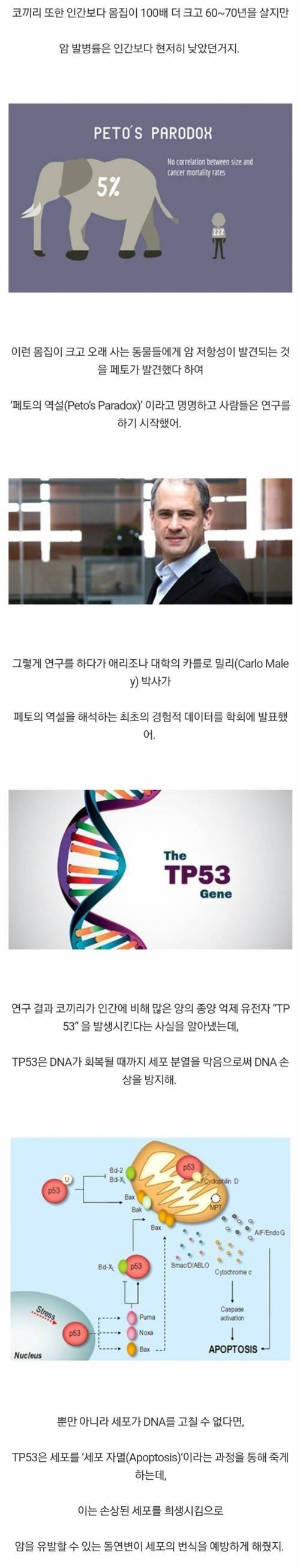 흰수염 고래가 암에 걸리지 않는 이유...jpg