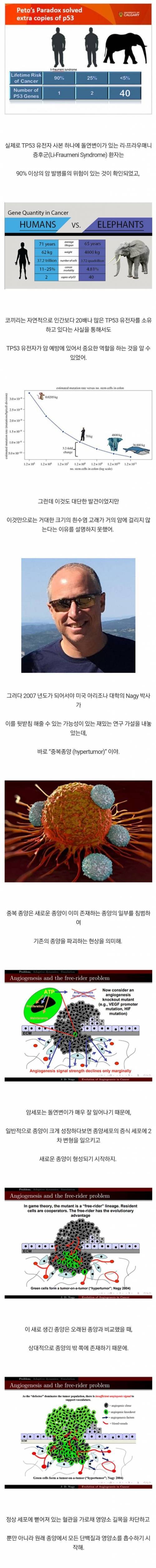 흰수염 고래가 암에 걸리지 않는 이유...jpg
