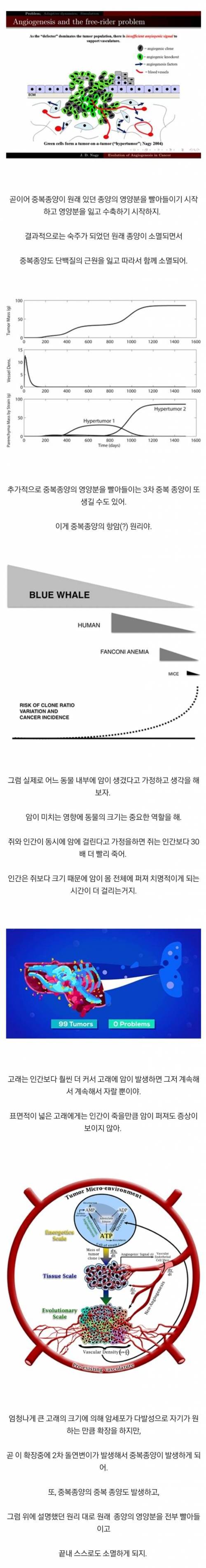 흰수염 고래가 암에 걸리지 않는 이유...jpg