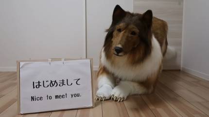 개 가 되고싶던 일본남성.jpg