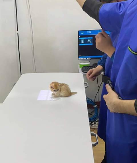 엑스레이 찍는 아기냥이. jpg