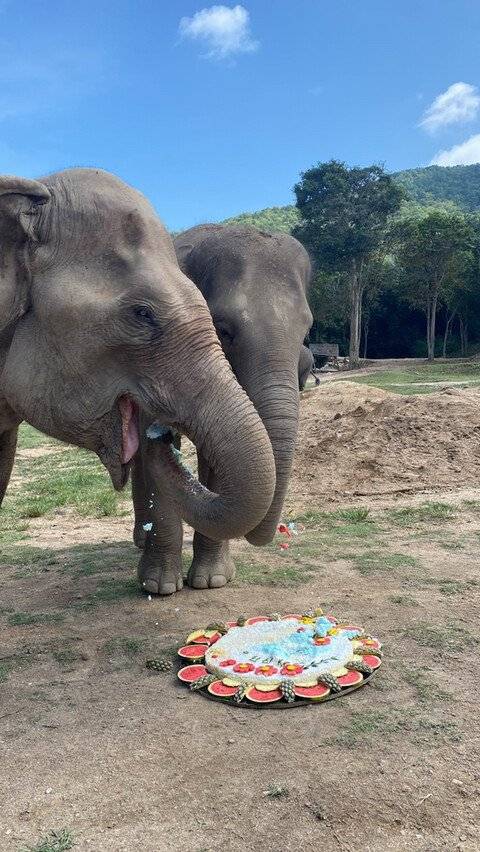 코끼리 케이크 먹여주는 서비스.jpg