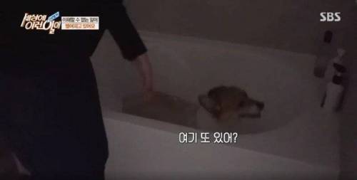 집에 올 때 마다 욕조에 있었던 강아지의 속사정.jpg