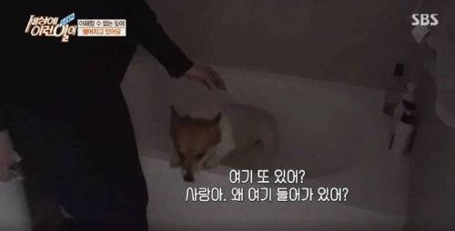 집에 올 때 마다 욕조에 있었던 강아지의 속사정.jpg