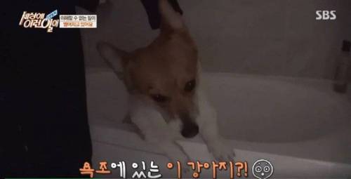 집에 올 때 마다 욕조에 있었던 강아지의 속사정.jpg