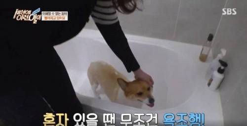 집에 올 때 마다 욕조에 있었던 강아지의 속사정.jpg