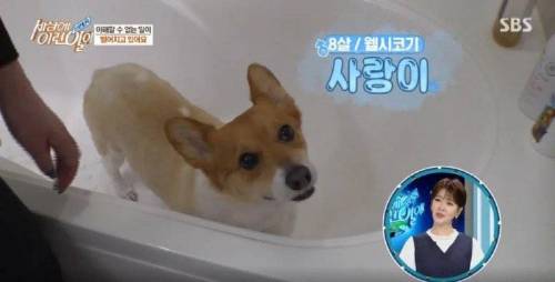 집에 올 때 마다 욕조에 있었던 강아지의 속사정.jpg