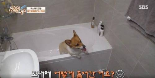 집에 올 때 마다 욕조에 있었던 강아지의 속사정.jpg