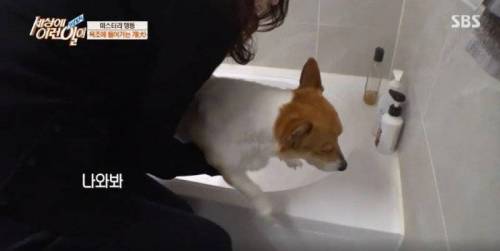 집에 올 때 마다 욕조에 있었던 강아지의 속사정.jpg
